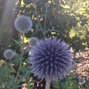 Meet your Posher, Beatriz